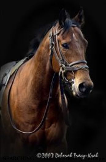 SEARCHING FOR HORSE Introspect, $1500.00 REWARD  Near Louisa, VA, 23093